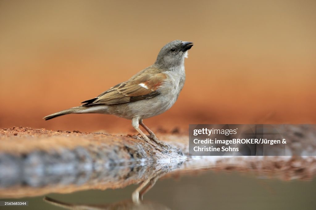 Northern grey-headed sparrow (Passer griseus), adult, at the water, Kruger National Park, Kruger National Park, Krugerpark, South Africa, Africa