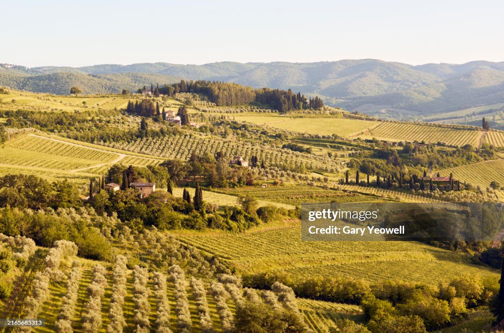 Vineyards in Chianti, Tuscany.