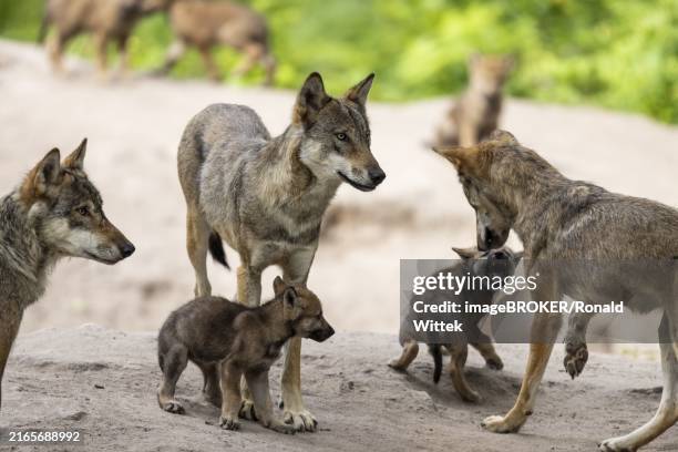 gray wolves (canis lupus), germany, europe - wolf cub stock pictures, royalty-free photos & images
