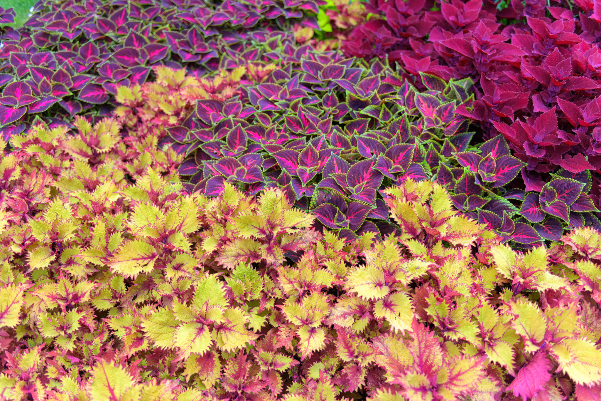 diverse garden plants