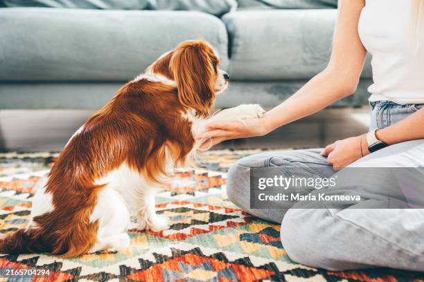 woman training a dog at home. - animal tricks stock pictures, royalty-free photos & images