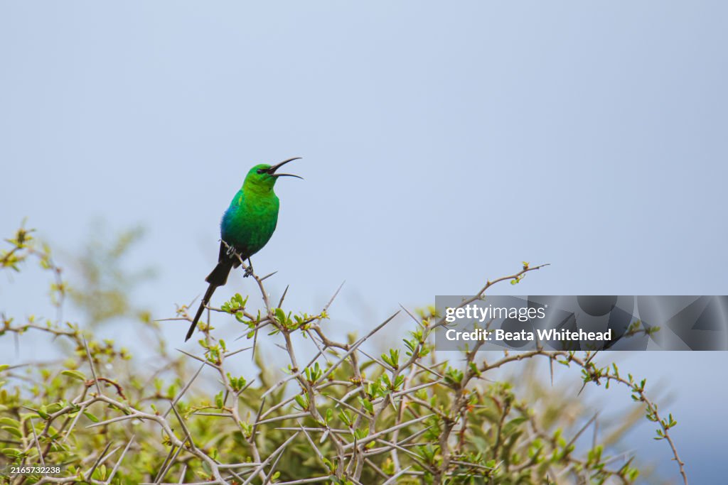 Malachite Sunbird Singing in the Rain, South Africa