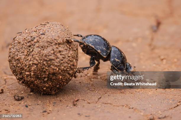 dung beetle rolling its ball, africa - insect droppings stock pictures, royalty-free photos & images
