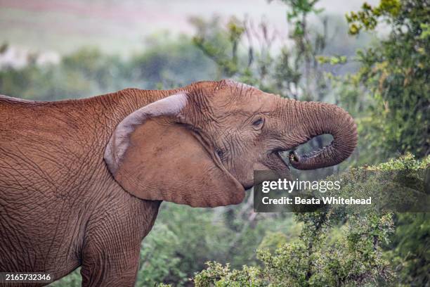 african elephant feeding in the rain, addo national park, south africa - addo-elefanten-nationalpark stock-fotos und bilder