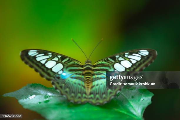Giant Rift Butterfly 1,904 Giant Butterfly Wings Stock Photos, High-Res Pictures, and Images ...