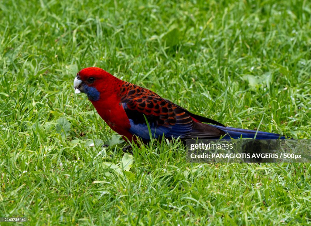 Close-up of parakeet perching on grass