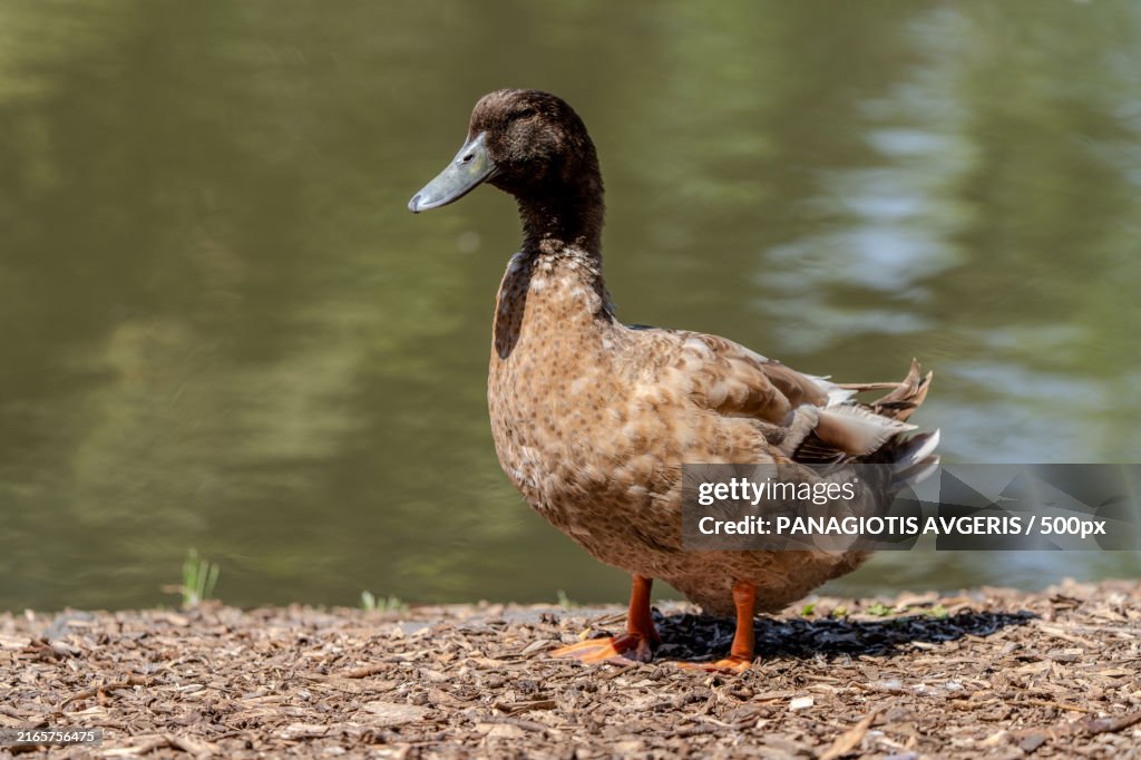 Close-up of canada goose at lakeshore