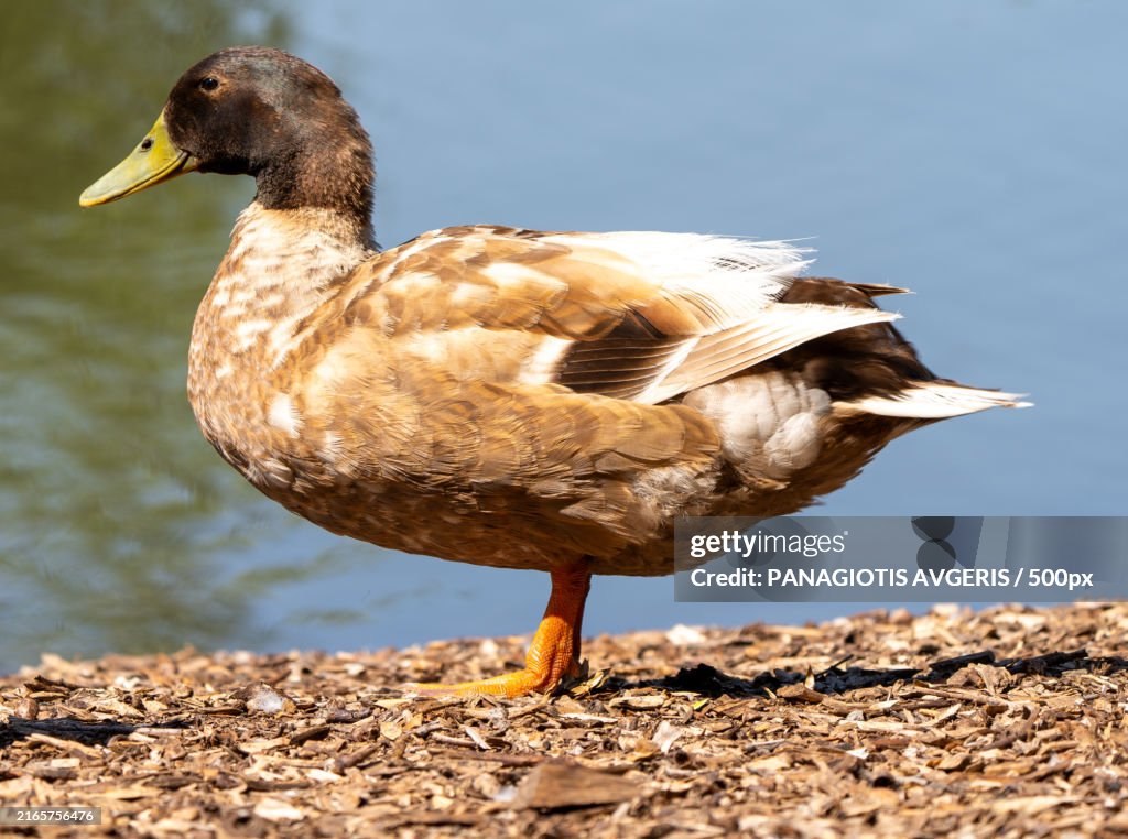 Close-up of duck perching on lake