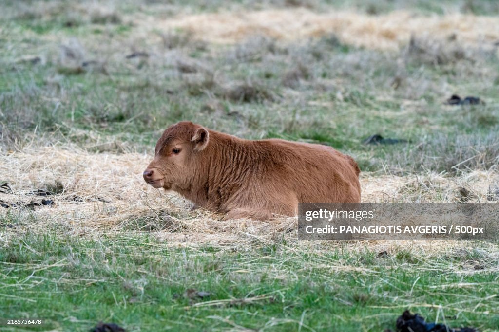 Side view of cow sitting on field
