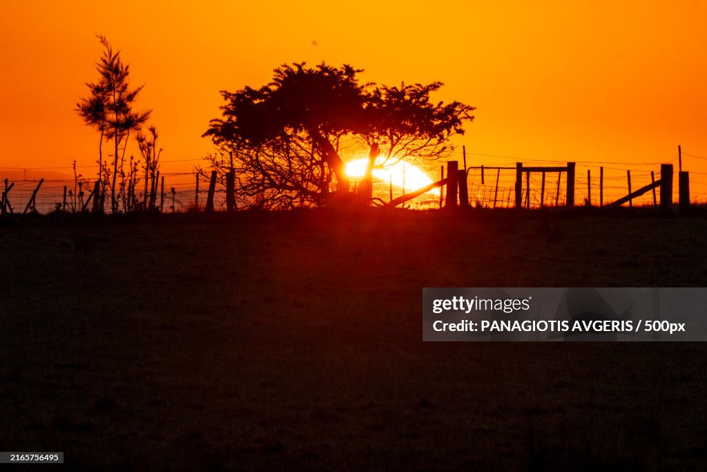 Silhouette of trees on field against orange sky