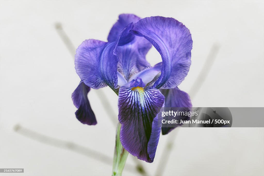 Close-up of purple iris
