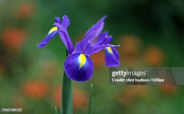close-up of purple iris flower - iris flower stock pictures, royalty-free photos & images