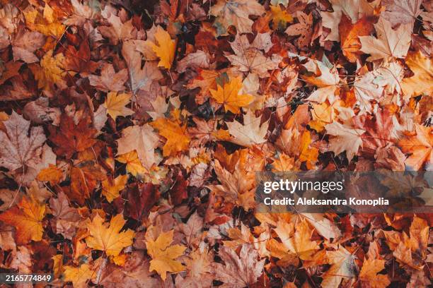 abstract dry autumn leaves pattern background - deciduous tree stock pictures, royalty-free photos & images