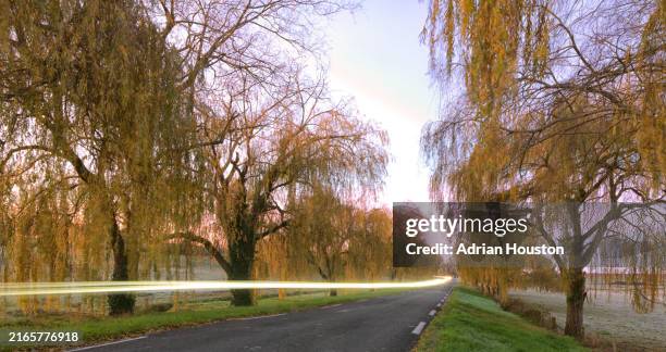 sunrise view of a tranquil road lined with willow trees, as the light trail from a passing car adds a dynamic element to the serene landscape - salice foto e immagini stock