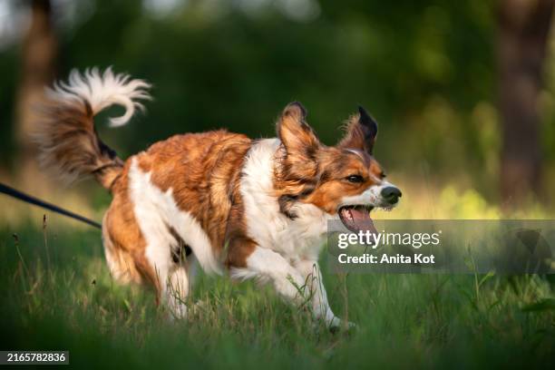 barking dog on a walk - dog barking stock pictures, royalty-free photos & images