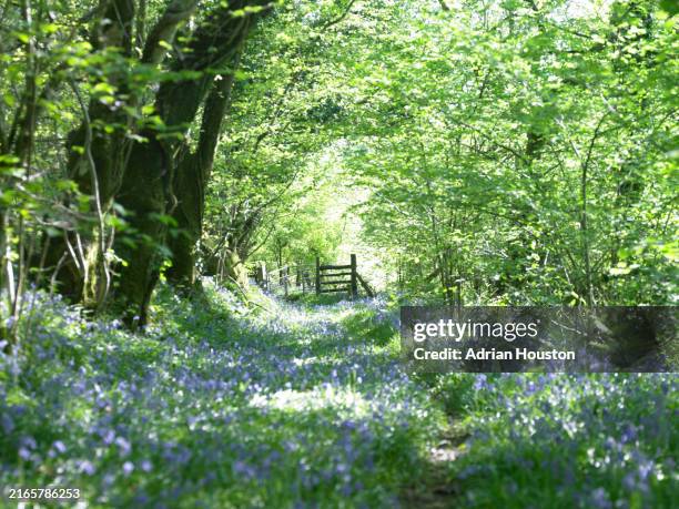 a tranquil woodland path lined with bluebells under a canopy of fresh green leaves - springtime stock pictures, royalty-free photos & images