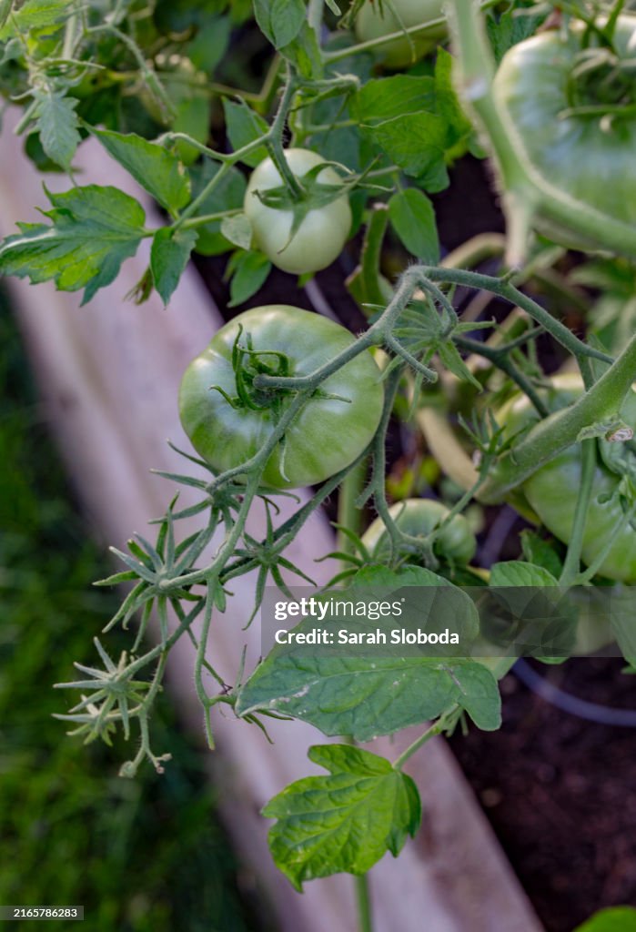 Green tomatoes hang from the vine in a lush garden bed, showing healthy plant growth and the early stages of fruit development