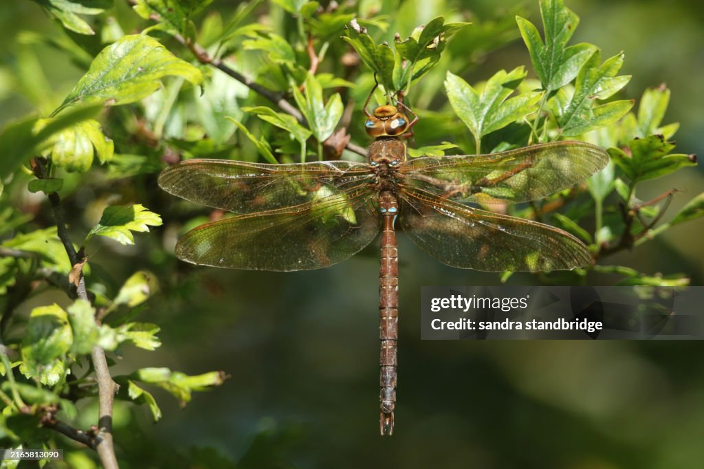A Brown Hawker Dragonfly, Aeshna grandis, is perched on a branch of a tree.