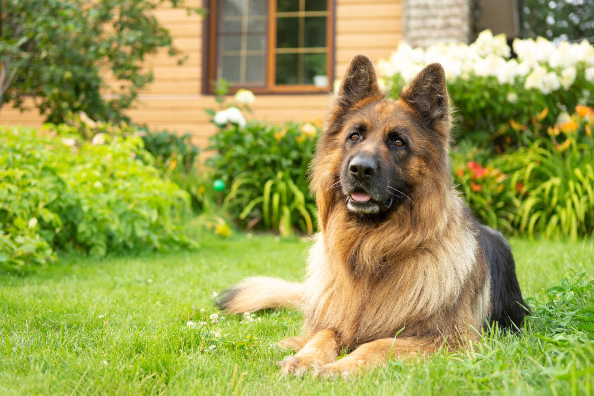 dog yard