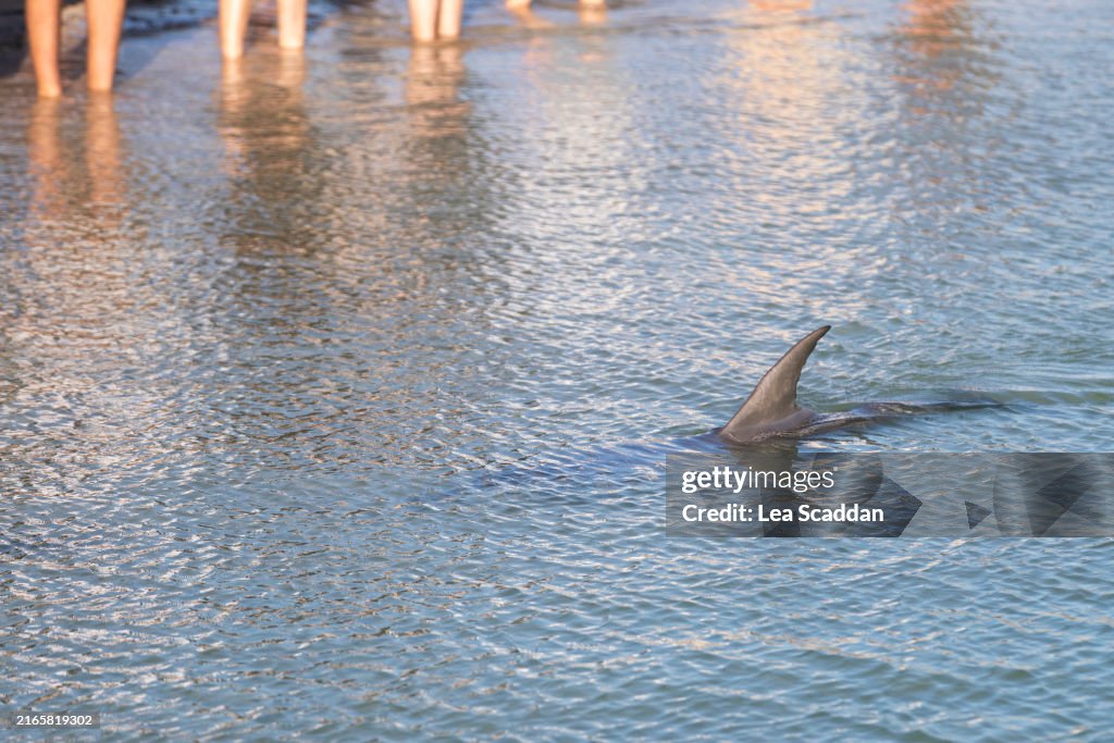 Interaction with a wild dolphin