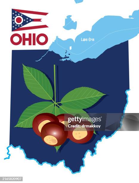 map of ohio state and ohio buckeye - springfield ohio stock illustrations
