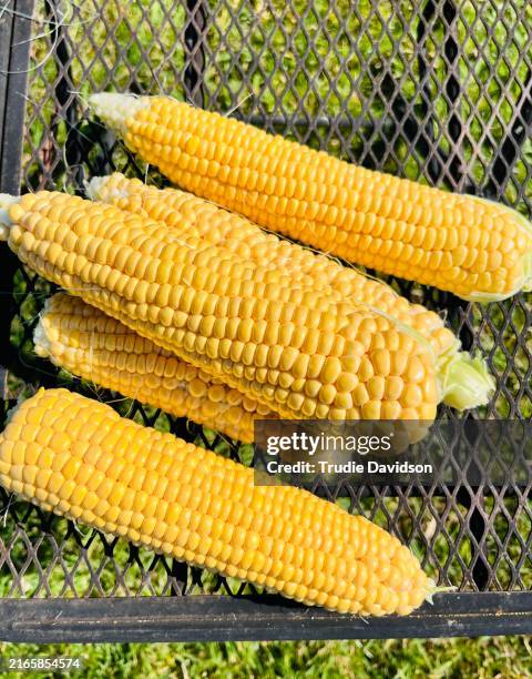 Sweetcorn High Resolution 1,991 Sweetcorn Growing Stock Photos, High-Res Pictures, and Images ...