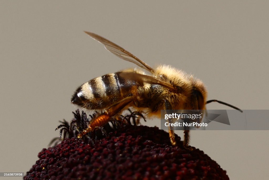 Poland Country Garden