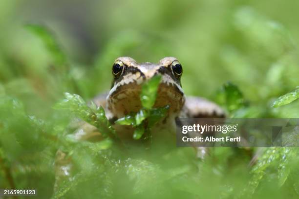 bufo bufo - grenouille rousse photos et images de collection