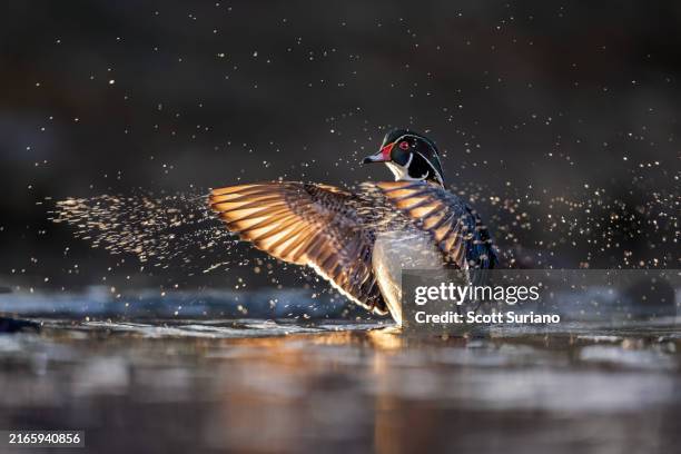 midas touch - midas touch stock pictures, royalty-free photos & images