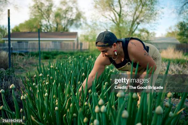 non-binary farmer working in field of green onions - onion family stock pictures, royalty-free photos & images