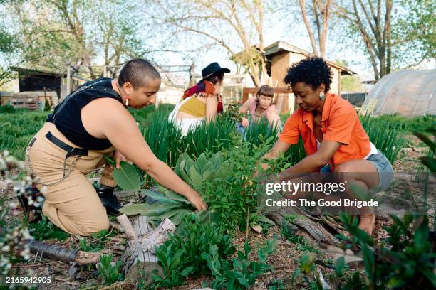 people working in vegetable garden at agricultural co-op - gay farmer stock pictures, royalty-free photos & images
