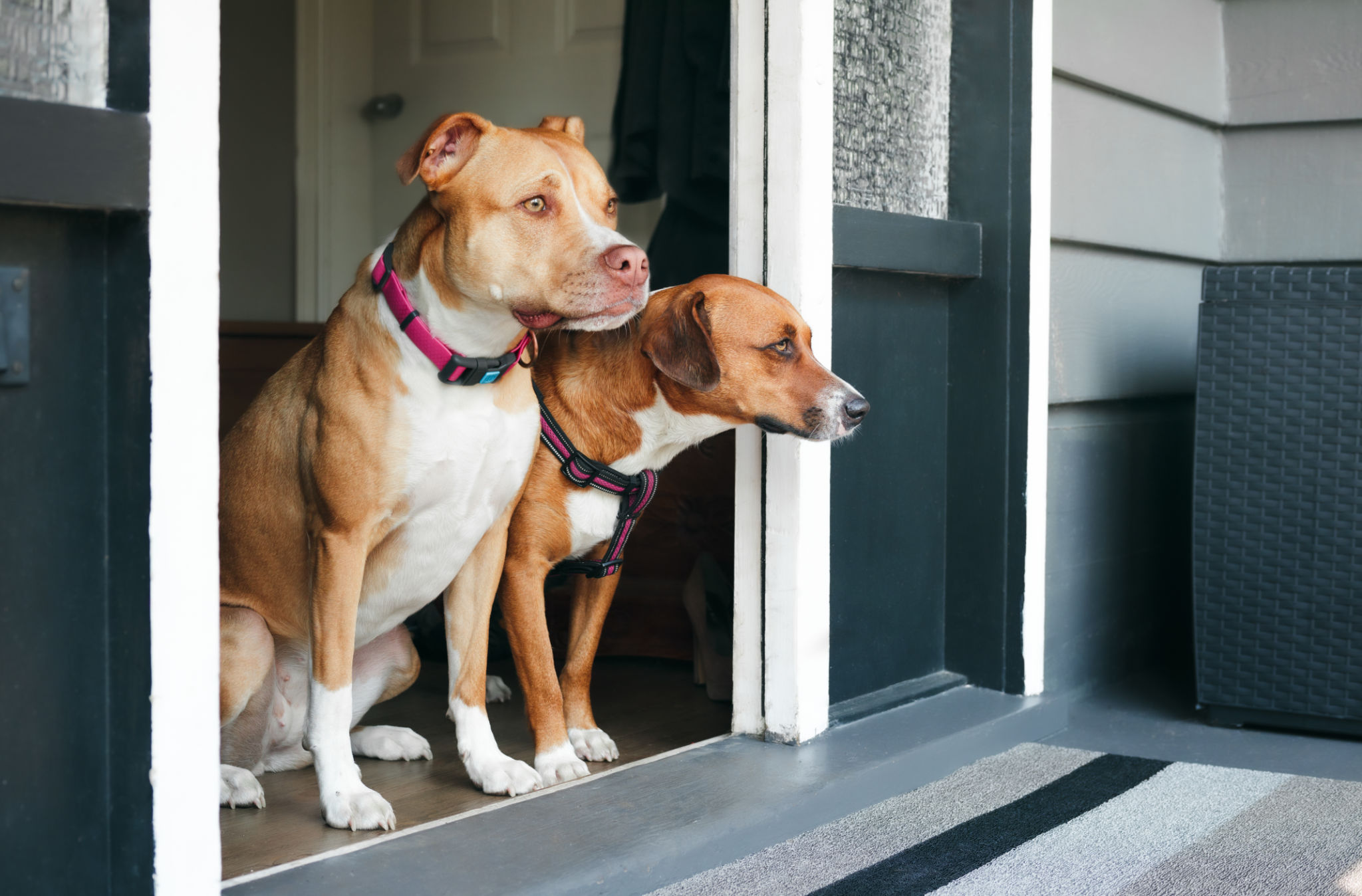 dog guarding