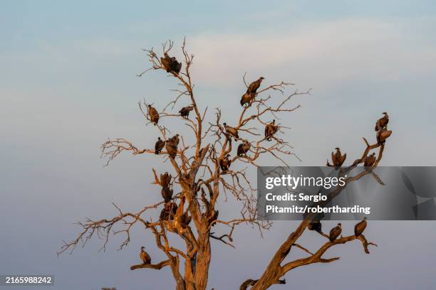 white-backed vultures (gyps africanus) perching on a tree top, savuti, chobe national park, botswana, africa - chobe national park stock pictures, royalty-free photos & images
