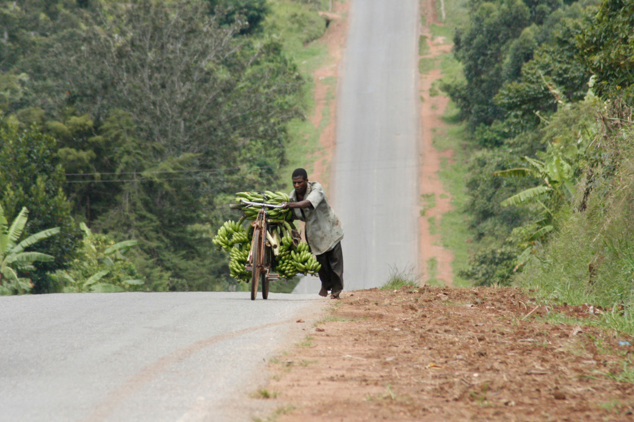 Mid Adult Man Carrying Bananas On Bicycle At Road Mid Adult Man Carrying Bananas On Bicycle At Road