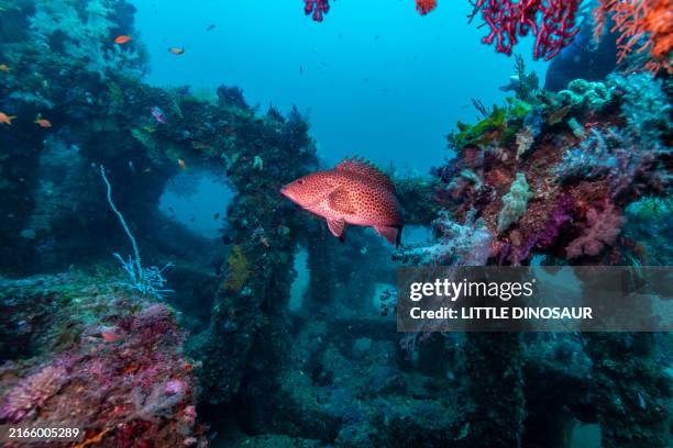 areolate grouper at the artificial fish reef - artificial reef stock pictures, royalty-free photos & images