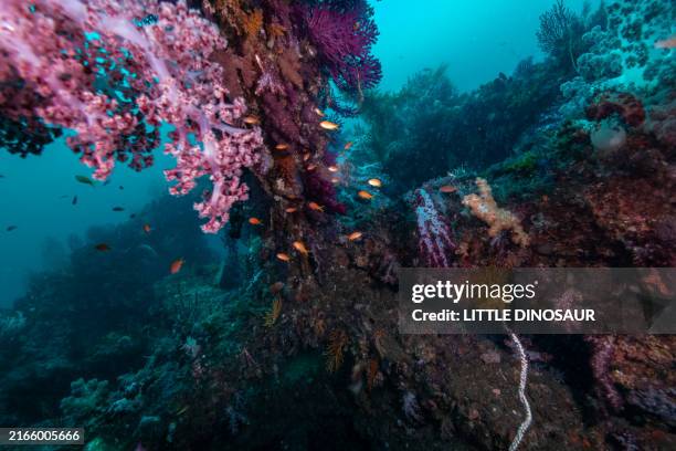Column Fish 290 Water Column Fish Stock Photos, High-Res Pictures, and Images ...