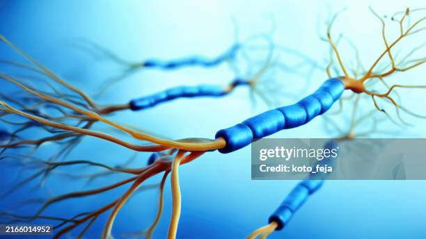 neuron cells - neurotransmissor imagens e fotografias de stock