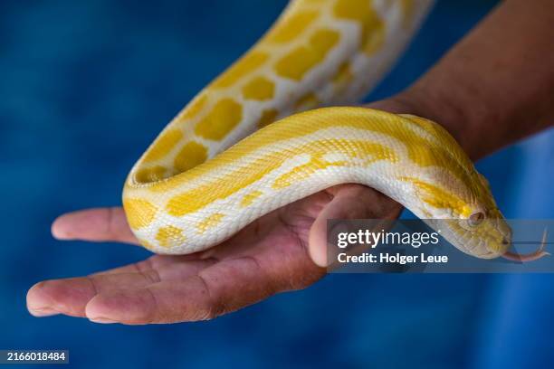 100 Yellow Burmese Python Stock Photos, High-Res Pictures, and Images ...