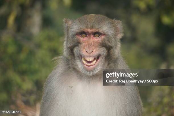 close-up portrait of smiling macaque,champawat,uttarakhand,india - monkey stock pictures, royalty-free photos & images