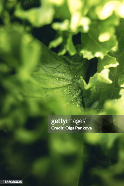 raw kale leaf close-up - clorofila fotografías e imágenes de stock