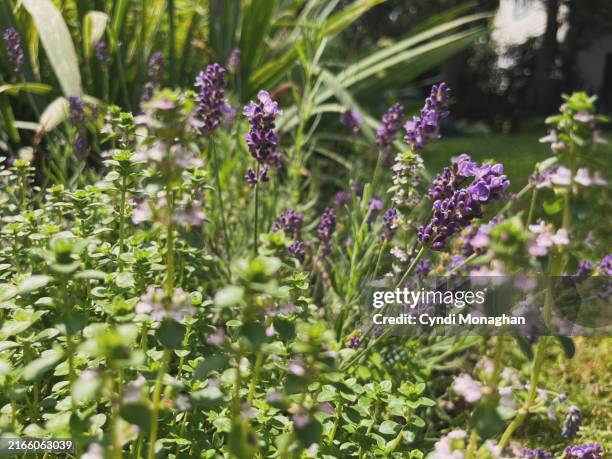 lavender and thyme growing in an herb garden - flowering thyme stock pictures, royalty-free photos & images