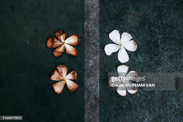 directly above view of plumeria flowers on tennis court - plumeria alba stock pictures, royalty-free photos & images