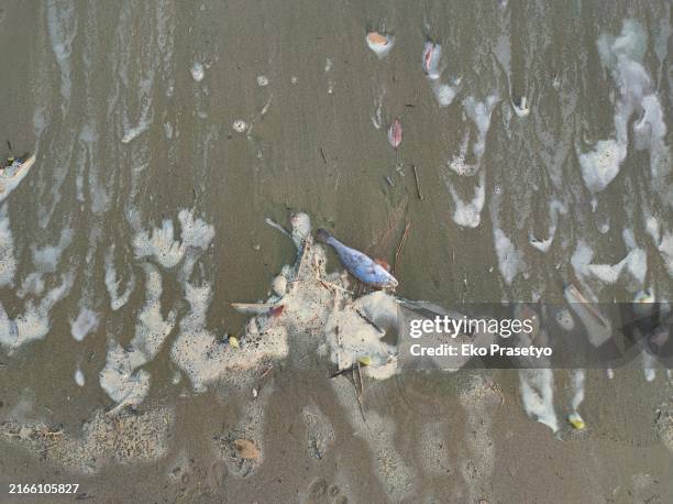 Washed Up Rotten Fish 417 Rotten Fish Stock Photos, High-Res Pictures, and Images - Getty Images