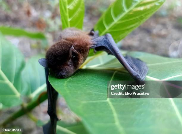 close up of an injured bat on a leaf - fruit bat stock pictures, royalty-free photos & images