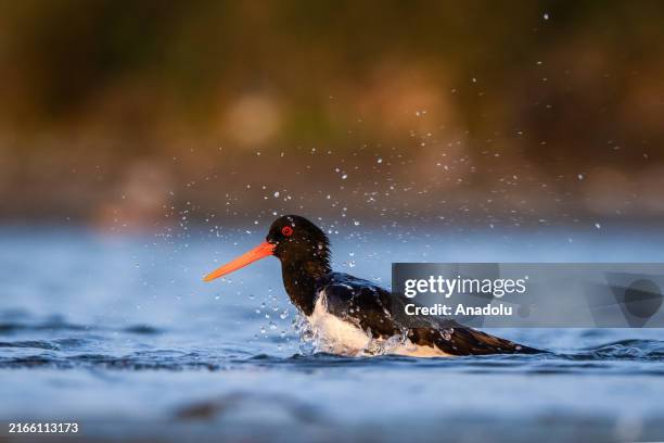 An Oystercatcher, , which is listed as Near Threatened on the International Union for Conservation of Nature's Red List of endangered species, is...