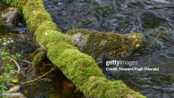 moss covered branch sunlit stream - moss stock pictures, royalty-free photos & images