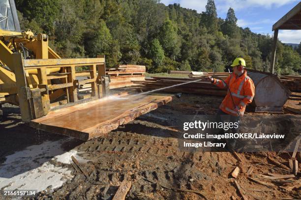 Dead Rimu Log 21 Rimu Tree Stock Photos, High-Res Pictures, and Images - Getty Images