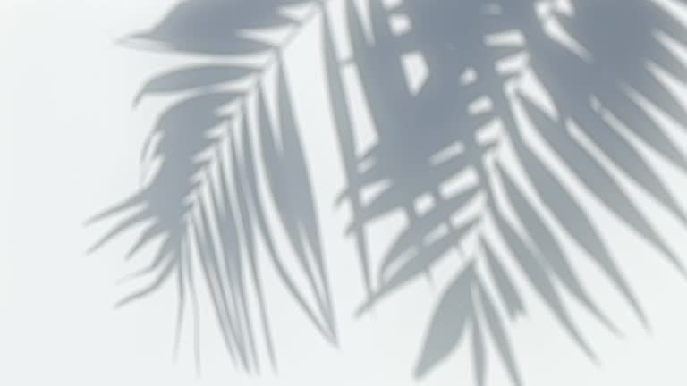 https://media.gettyimages.com/id/2166187751/video/palm-leaves-shadow.jpg?b=1&s=640x640&k=20&c=mSdovt_WdzWKHGy4iPLJnlfB94uOBGtCx05SWdKD_zk=