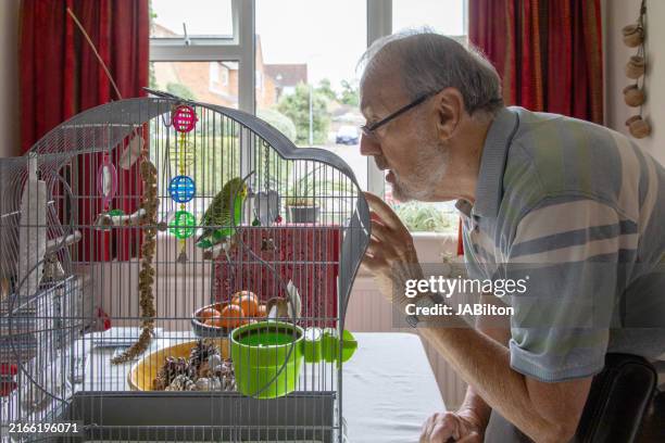 elderly man talking to his pet budgerigar bird - beak stock pictures, royalty-free photos & images