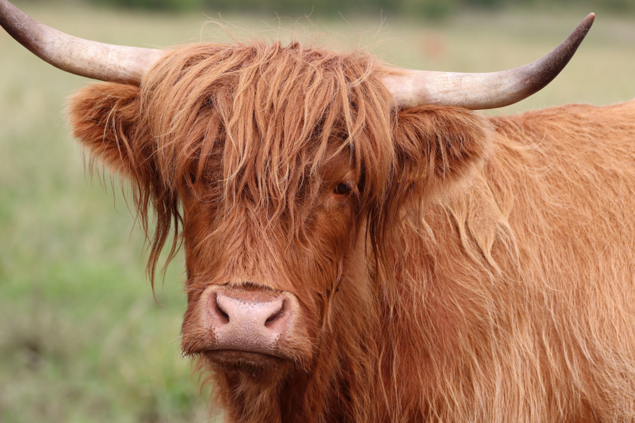 highland cattle grazing